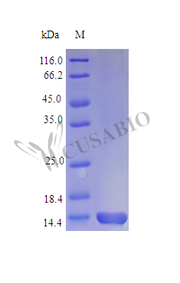 Recombinant Mouse Interleukin-7 protein (Il7) (Active)