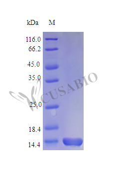 Recombinant Mouse Interleukin-9 protein (Il9) (Active)