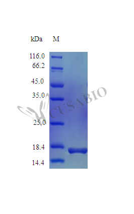 Recombinant Horse Interleukin-1 Receptor Antagonist protein (IL1RN) (Active)