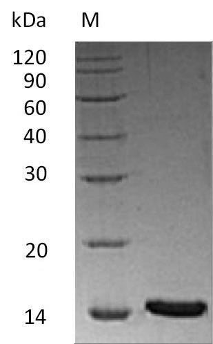 Recombinant Human Inhibin beta A chain (INHBA) (Active)