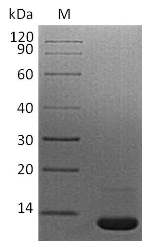 Recombinant Mouse Transforming growth factor beta-1 proprotein (Tgfb1), partial (Active)