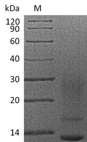 Recombinant Human Interleukin-13 (IL13), partial (Active)