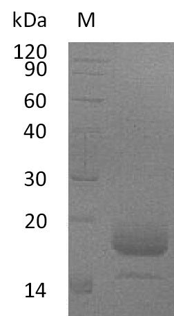 Recombinant Mouse Interleukin-4 (Il4) (Active)