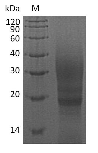 Recombinant Guinea pig Cytotoxic T-lymphocyte associated protein 4 (CTLA4), partial (Active)