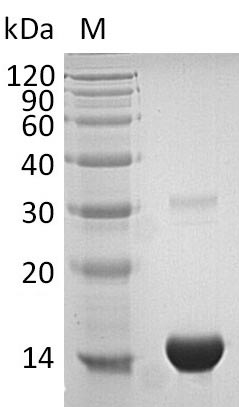 Recombinant Human Thioredoxin (TXN) (Active)