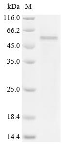 Recombinant Human Caspase-3(CASP3)