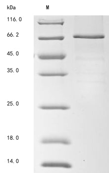 Recombinant Mouse Complement factor I (Cfi)