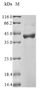 Recombinant Rat D-amino-acid oxidase (Dao)