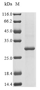 Recombinant Human Chymotrypsin-like elastase family member 3B (CELA3B)