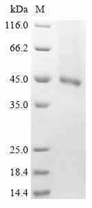 Recombinant Human Receptor-type tyrosine-protein kinase FLT3 (FLT3), partial