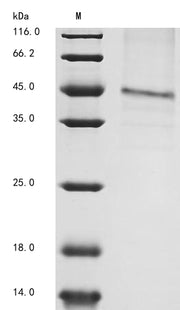 Recombinant Mouse GDNF family receptor alpha-1 (Gfra1)