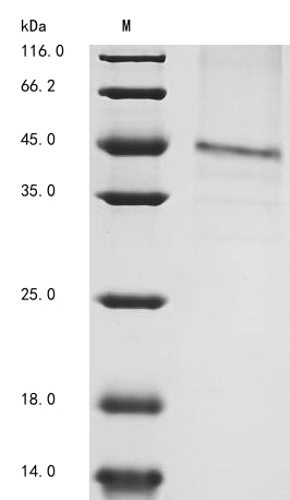 Recombinant Mouse GDNF family receptor alpha-1 (Gfra1)