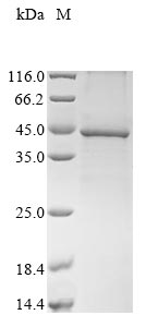 Recombinant Mouse Guanine nucleotide-binding protein G (i) subunit alpha-2 (Gnai2)