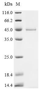 Recombinant Human Guanine nucleotide-binding protein G(k) subunit alpha (GNAI3)