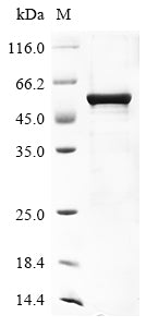Recombinant Human HLA class I histocompatibility antigen, alpha chain G (HLA-G)