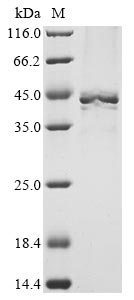 Recombinant Mouse Heterogeneous nuclear ribonucleoproteins A2/B1 (Hnrnpa2b1)