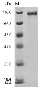 Recombinant Rat Heat shock protein HSP 90-alpha (Hsp90aa1)