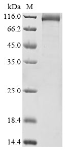 Recombinant Human DNA polymerase theta (POLQ), partial
