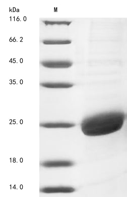 Recombinant Human Proteoglycan 4 (PRG4), partial