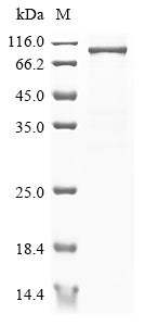 Recombinant Mouse Ribosomal protein S6 kinase alpha-4 (Rps6ka4)