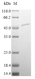Recombinant Mouse Plasma serine protease inhibitor (Serpina5)