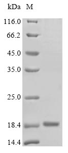 Recombinant Rat Thyrotropin subunit beta (Tshb)