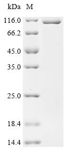 Recombinant Mouse Bifunctional 3'-5' exonuclease/ATP-dependent helicase WRN (Wrn), partial