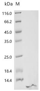 Recombinant Bacteriophage H30 Shiga-like toxin 1 subunit B (stxB)