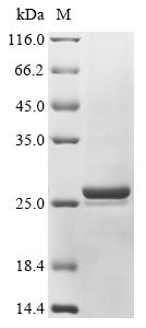 Recombinant Escherichia coli FMN reductase (NADPH) (ssuE)