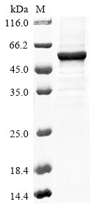 Recombinant Arabidopsis thaliana Multiple inositol polyphosphate phosphatase 1
