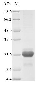 Recombinant Hordeum vulgare Dehydrin DHN1 (DHN1)