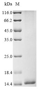 Recombinant Leiurus quinquestriatus quinquestriatus Beta-insect excitatory toxin LqqIT1
