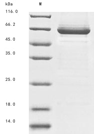 Recombinant Saccharomyces cerevisiae Alpha-1,3-mannosyltransferase MNT3 (MNT3), partial