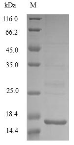 Recombinant Escherichia coli Acidic protein msyB (msyB)
