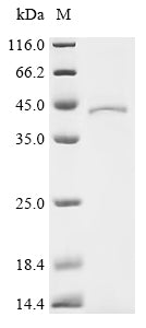 Recombinant Human Guanine nucleotide-binding protein G (q) subunit alpha (GNAQ)