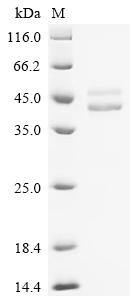 Recombinant Human Guanine nucleotide-binding protein G (q) subunit alpha (GNAQ)