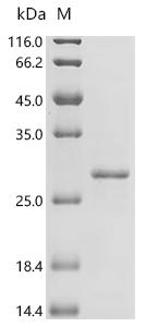 Recombinant Human herpesvirus 4 Capsid scaffolding protein (BVRF2/BdRF1), partial