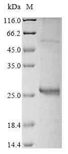Recombinant Vaccinia virus Entry-fusion complex associated protein OPG095 (OPG099), partial