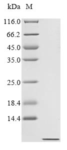 Recombinant Human IgA-inducing protein homolog (IGIP)