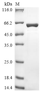 Recombinant Human IgA-inducing protein homolog (IGIP)