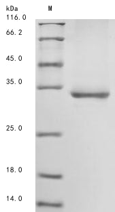 Recombinant Mouse Immunoglobulin superfamily member 2 (Cd101), partial