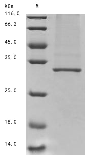 Recombinant Zaire ebolavirus Membrane-associated protein VP24 (VP24)