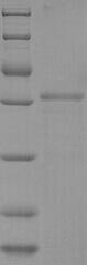 Recombinant Bovine Pregnancy-associated glycoprotein 1