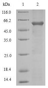 Recombinant Mouse Disintegrin and metalloproteinase domain-containing protein 12 (Adam12), partial