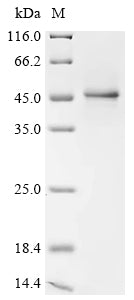 Recombinant Human herpesvirus 6A Immediate-early protein 1 (U90/U89), partial