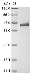 Recombinant Zaire ebolavirus Matrix protein VP40 (VP40)