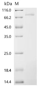Recombinant Mouse Protein NDNF (Ndnf)