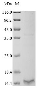 Recombinant Human Putative C-type lectin-like domain family 1 (CLECL1P), partial