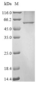 Recombinant Mouse Leucine-rich repeat LGI family member 3 (Lgi3)