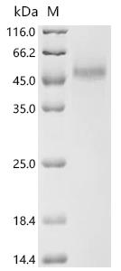 Recombinant Zea mays Transcription factor TEOSINTE BRANCHED 1 (TB1)
